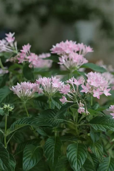 繁星花花期